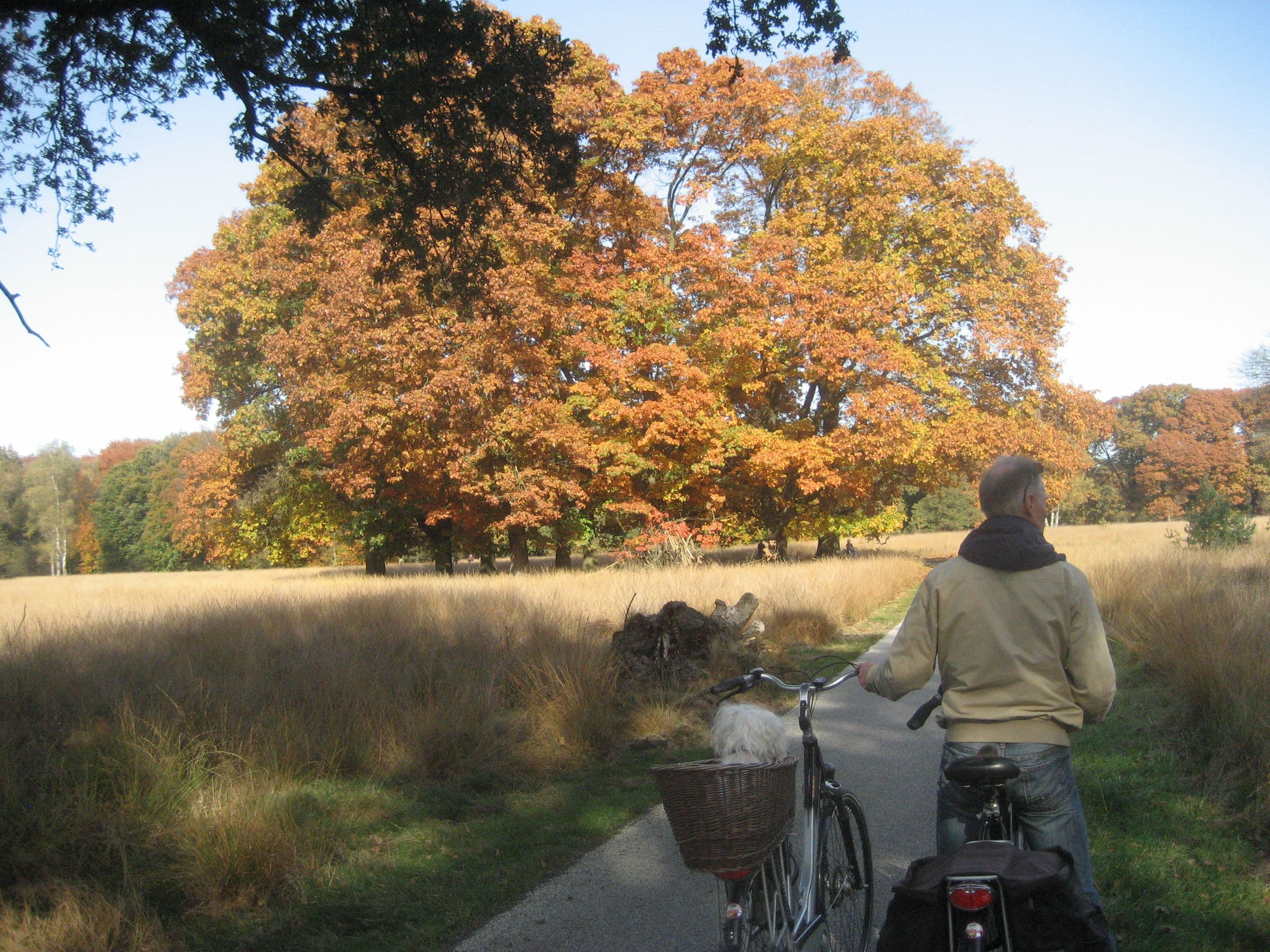 Fietsen door het groene landschap van de Veluwe